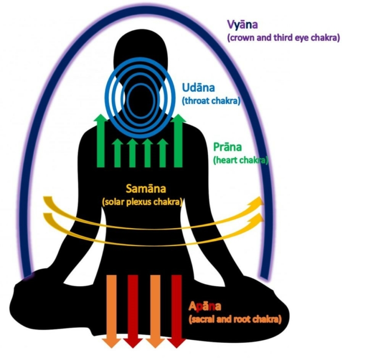 Vayus and Chakras - Life of Wellness Institute